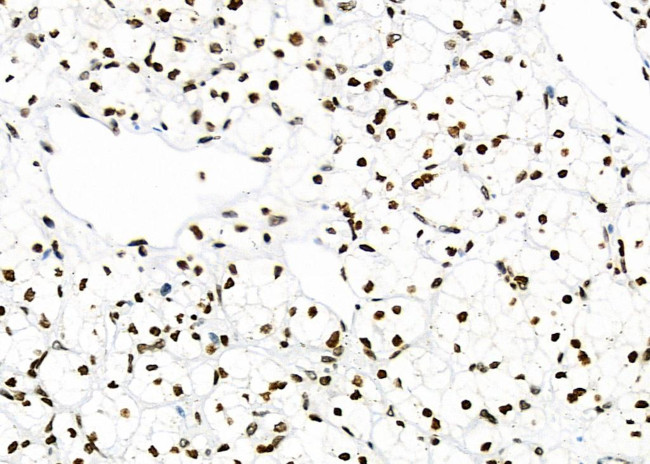 NKAP Antibody in Immunohistochemistry (Paraffin) (IHC (P))