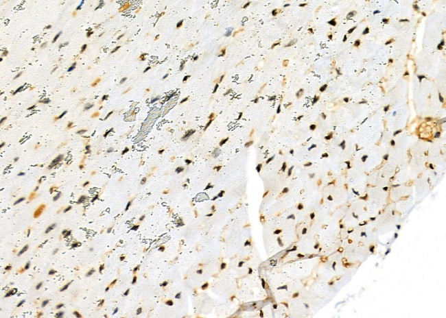 NKAP Antibody in Immunohistochemistry (Paraffin) (IHC (P))