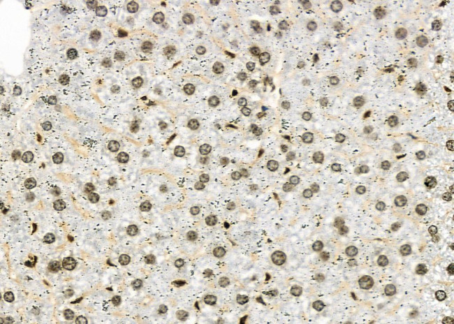 NKAP Antibody in Immunohistochemistry (Paraffin) (IHC (P))