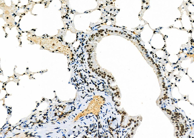 NKAP Antibody in Immunohistochemistry (Paraffin) (IHC (P))