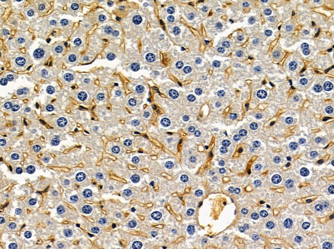 Neuroligin 2 Antibody in Immunohistochemistry (Paraffin) (IHC (P))