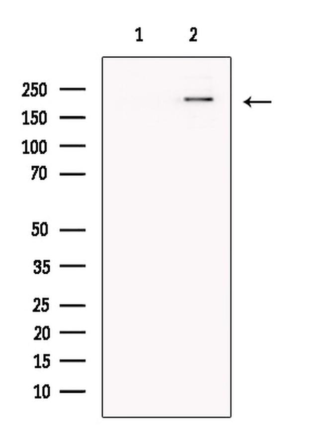 NOD4 Antibody in Western Blot (WB)