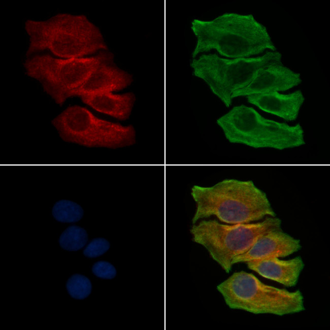 NLRP3 Antibody in Immunocytochemistry (ICC/IF)