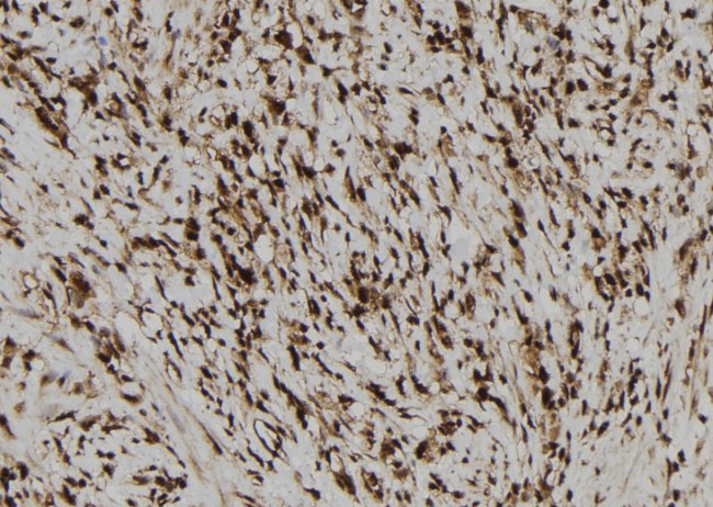 NLRP3 Antibody in Immunohistochemistry (Paraffin) (IHC (P))