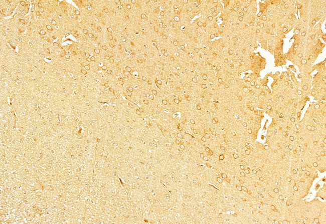 NLRP3 Antibody in Immunohistochemistry (Paraffin) (IHC (P))