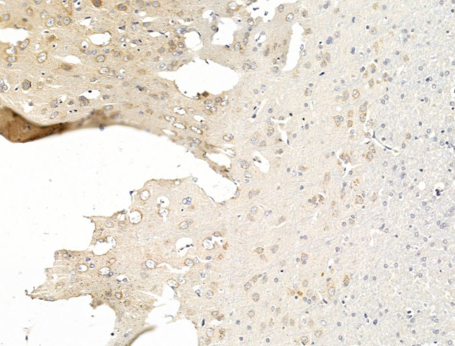 NMNAT2 Antibody in Immunohistochemistry (Paraffin) (IHC (P))