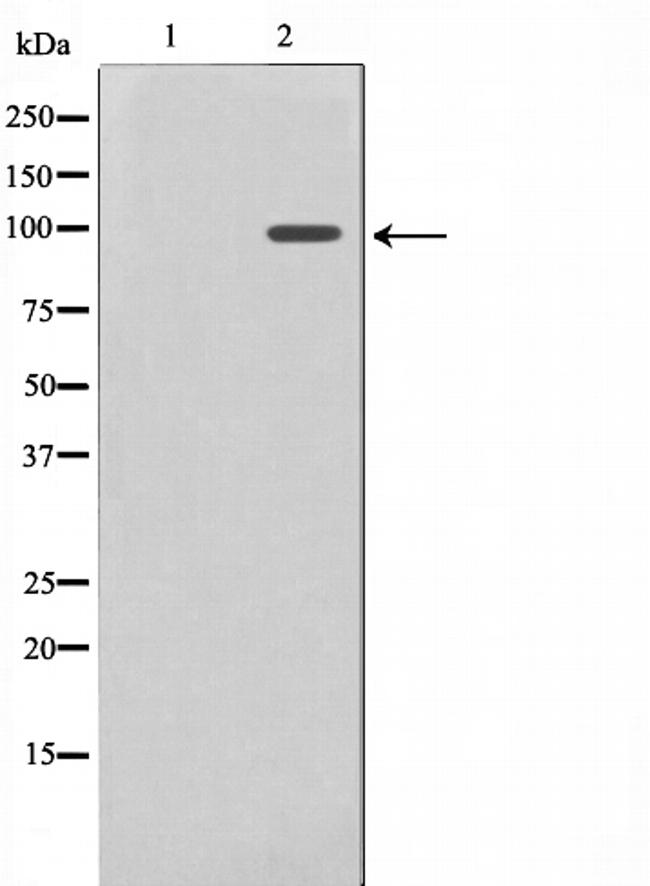 NFE2L2 Antibody in Western Blot (WB)