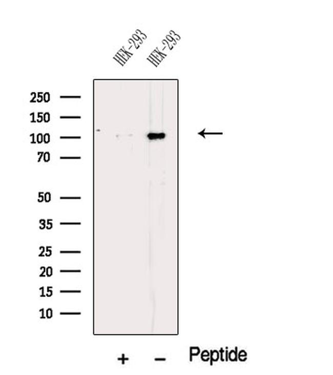 Nucleolin Antibody in Western Blot (WB)