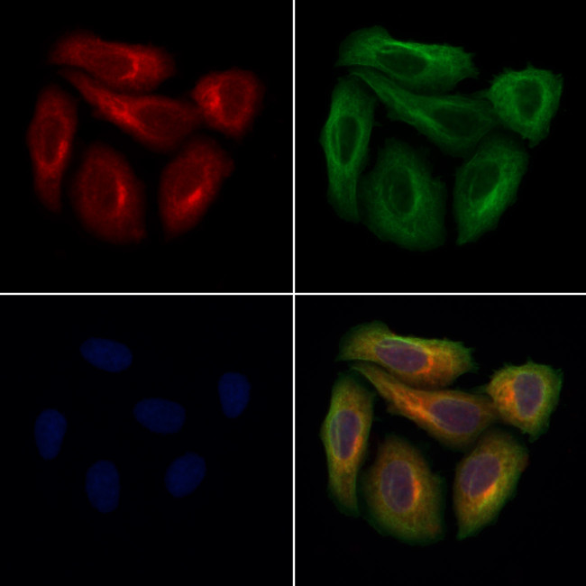 OLFM4 Antibody in Immunocytochemistry (ICC/IF)