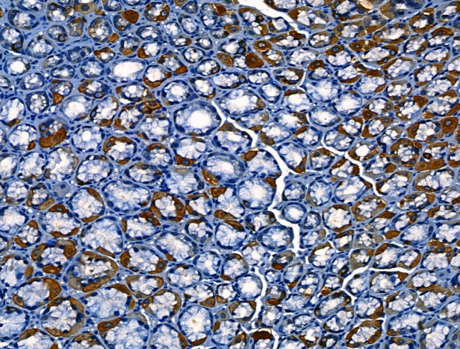 OLFM4 Antibody in Immunohistochemistry (Paraffin) (IHC (P))