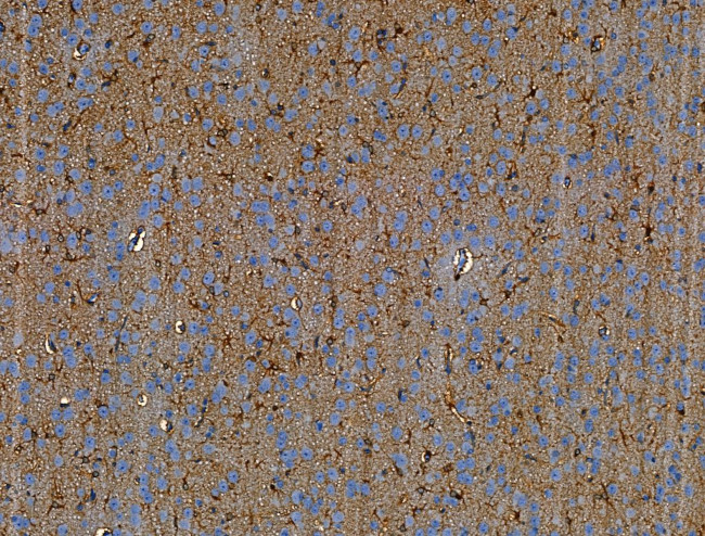 OLFM4 Antibody in Immunohistochemistry (Paraffin) (IHC (P))