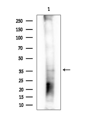 OLIG1 Antibody in Western Blot (WB)