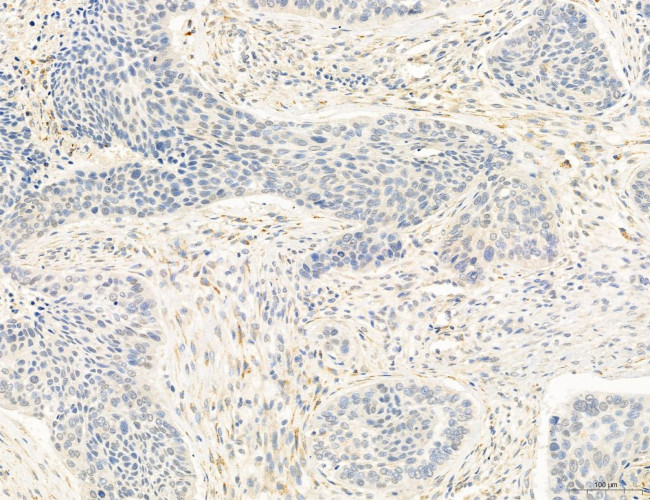 OSBP Antibody in Immunohistochemistry (Paraffin) (IHC (P))