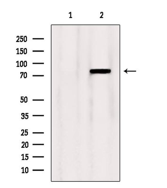 OSBP Antibody in Western Blot (WB)