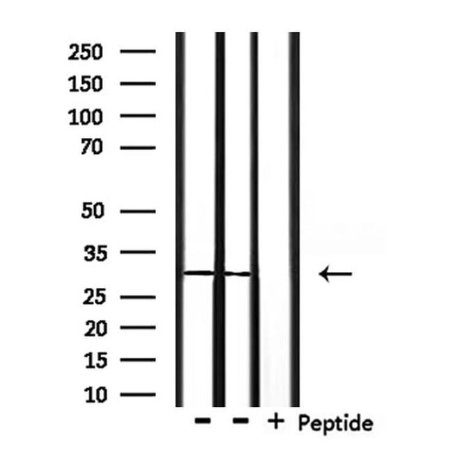 OTUB1 Antibody in Western Blot (WB)