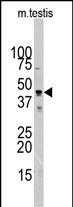 Actin Antibody in Western Blot (WB)