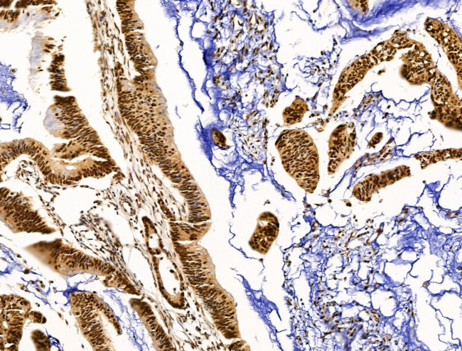 OVOL2 Antibody in Immunohistochemistry (Paraffin) (IHC (P))