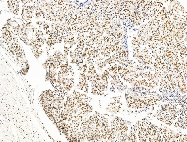 OVOL2 Antibody in Immunohistochemistry (Paraffin) (IHC (P))