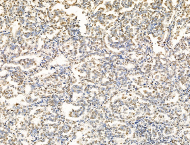 OVOL2 Antibody in Immunohistochemistry (Paraffin) (IHC (P))