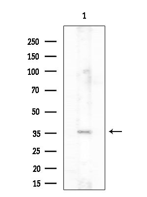 P2Y2 Antibody in Western Blot (WB)