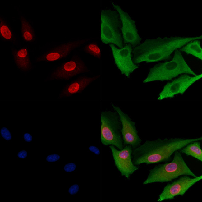 PAF1 Antibody in Immunocytochemistry (ICC/IF)