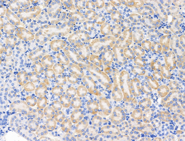 PAPPA2 Antibody in Immunohistochemistry (Paraffin) (IHC (P))