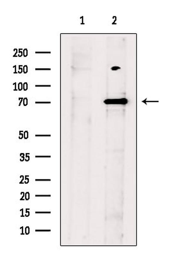 Parg Antibody in Western Blot (WB)