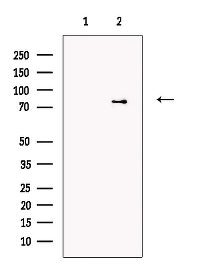 PARN Antibody in Western Blot (WB)