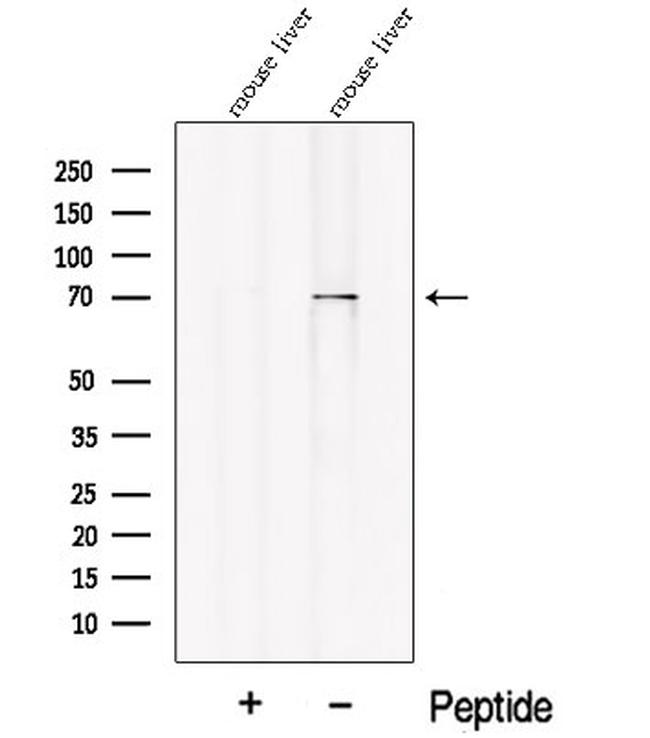 PCK2 Antibody in Western Blot (WB)