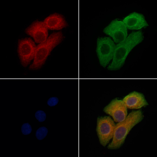 PDE11A Antibody in Immunocytochemistry (ICC/IF)