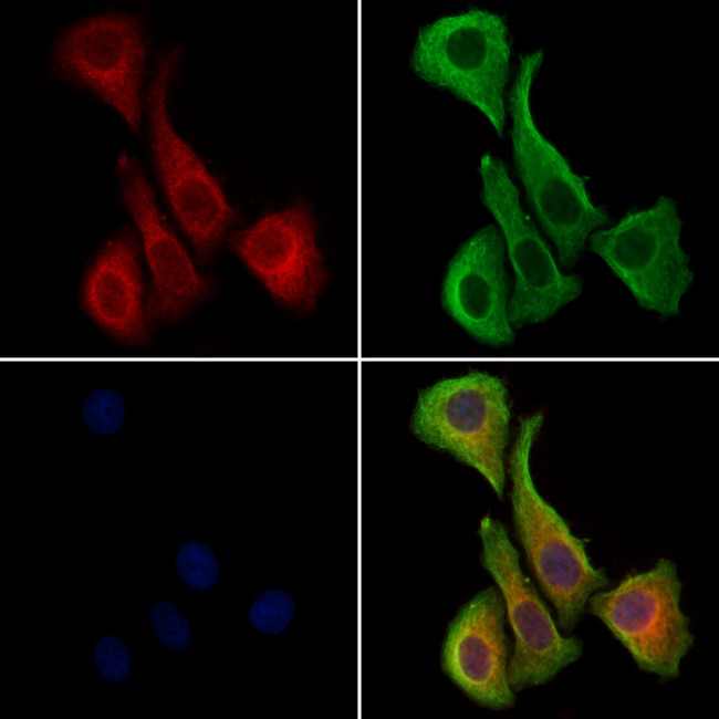 Pericentrin Antibody in Immunocytochemistry (ICC/IF)