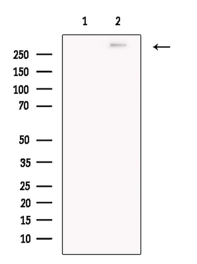 Pericentrin Antibody in Western Blot (WB)