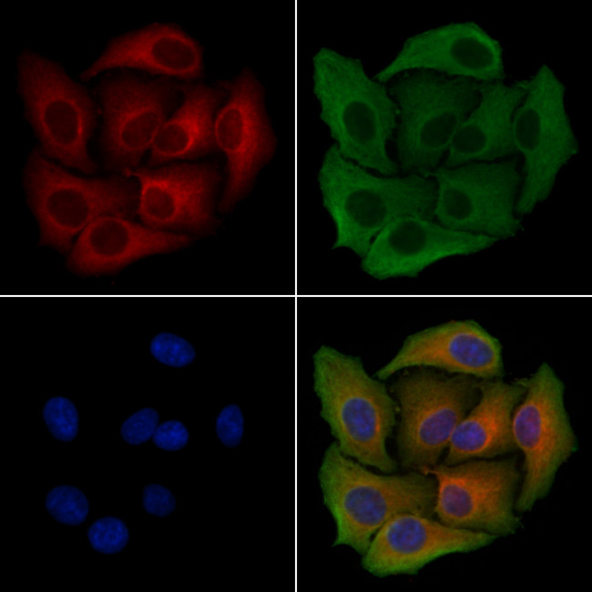 PEX19 Antibody in Immunocytochemistry (ICC/IF)