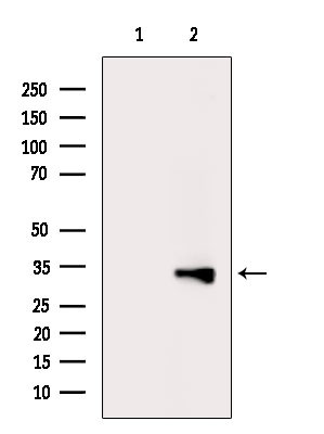 PEX19 Antibody in Western Blot (WB)