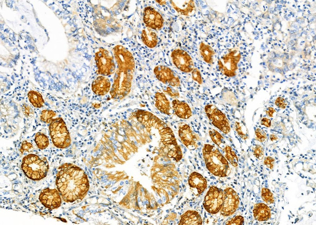 PGC Antibody in Immunohistochemistry (Paraffin) (IHC (P))