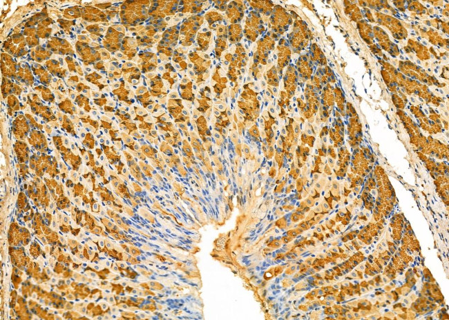 PGC Antibody in Immunohistochemistry (Paraffin) (IHC (P))