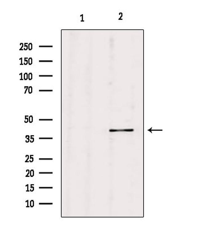 PGC Antibody in Western Blot (WB)