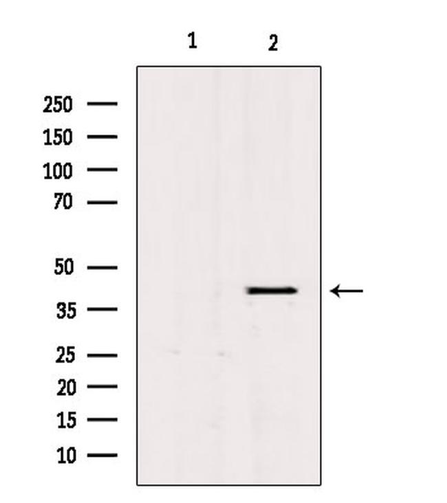 PGC Antibody in Western Blot (WB)