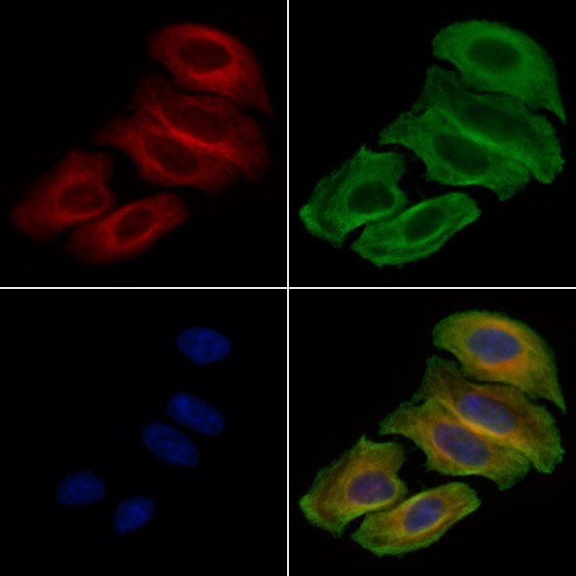 PKC mu Antibody in Immunocytochemistry (ICC/IF)