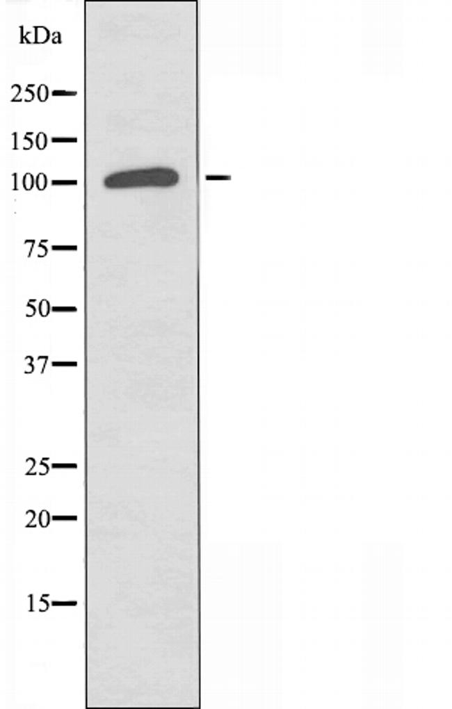 POLD1 Antibody in Western Blot (WB)