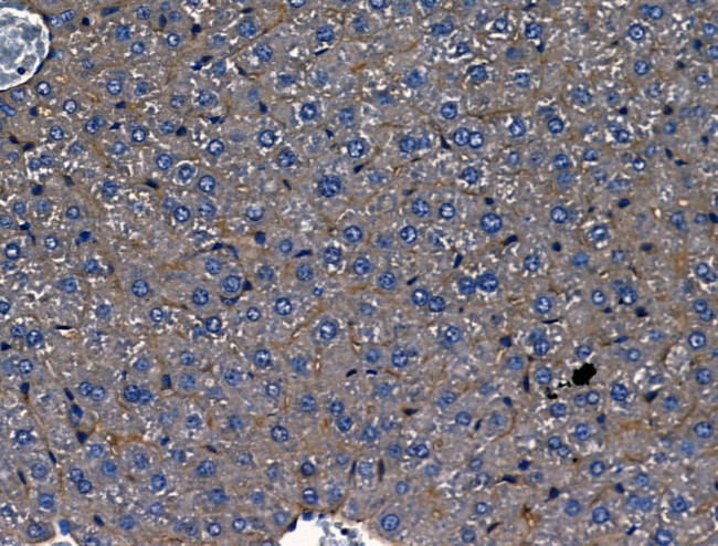 Polycystin 1 Antibody in Immunohistochemistry (Paraffin) (IHC (P))