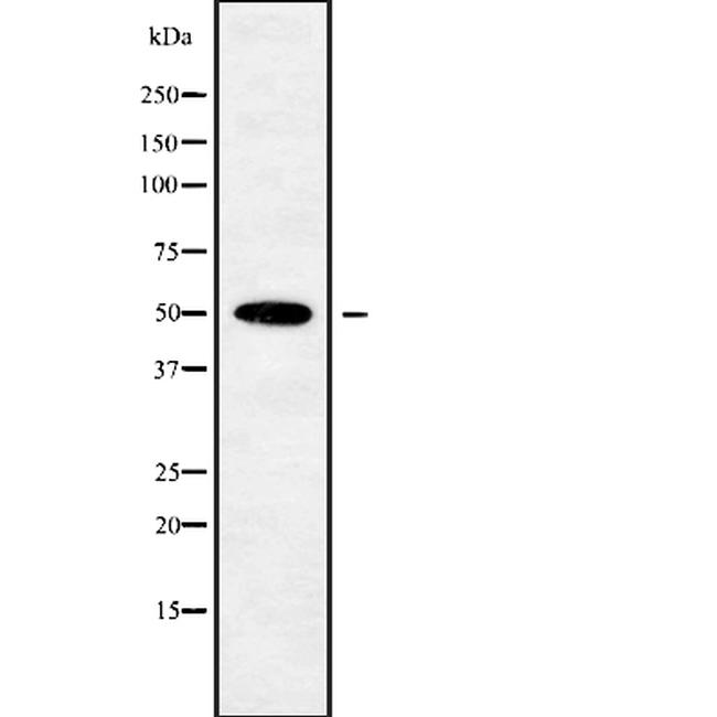 POU3F3 Antibody in Western Blot (WB)