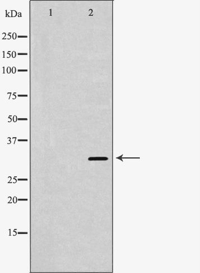 PPA1 Antibody in Western Blot (WB)