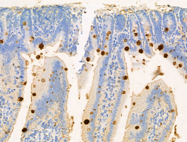 PF4 Antibody in Immunohistochemistry (Paraffin) (IHC (P))