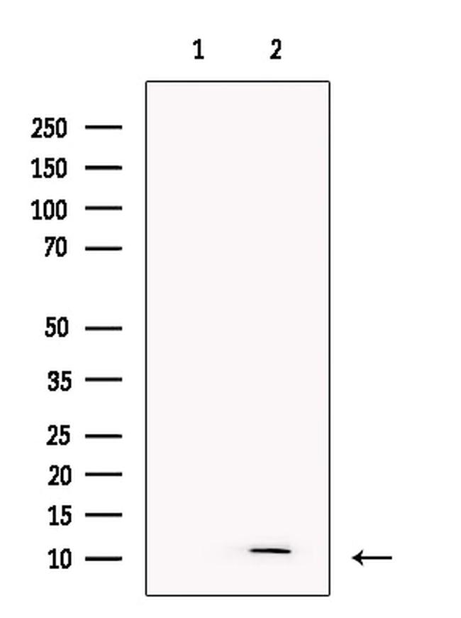 PF4 Antibody in Western Blot (WB)