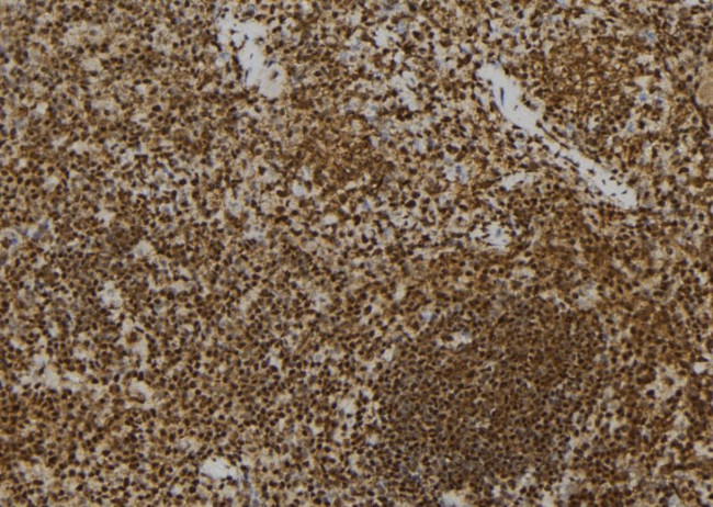 PrP Antibody in Immunohistochemistry (Paraffin) (IHC (P))