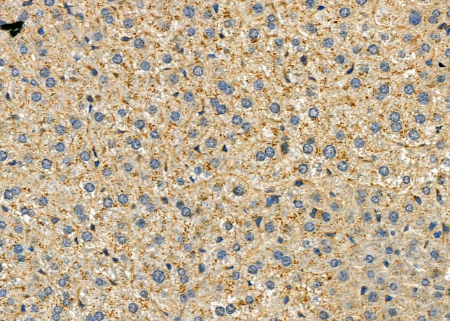 PrP Antibody in Immunohistochemistry (Paraffin) (IHC (P))