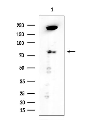 PROX1 Antibody in Western Blot (WB)