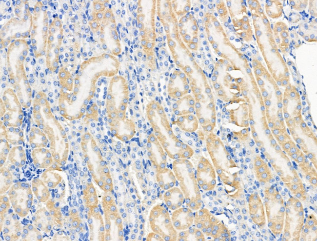 PRRG4 Antibody in Immunohistochemistry (Paraffin) (IHC (P))