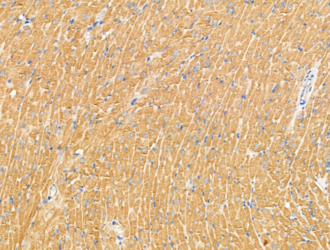 PRRG4 Antibody in Immunohistochemistry (Paraffin) (IHC (P))